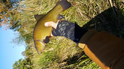 Lynas, 0,5 kg — Ėriškių