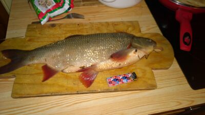 Mekne, 1,6 kg — Glomma