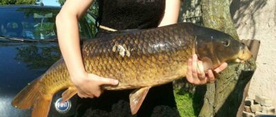 Paprastasis karpis, 9,0 kg