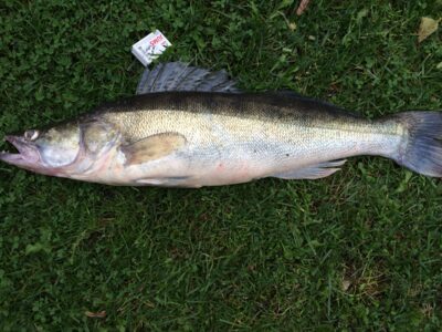 Starkis, 3,1 kg