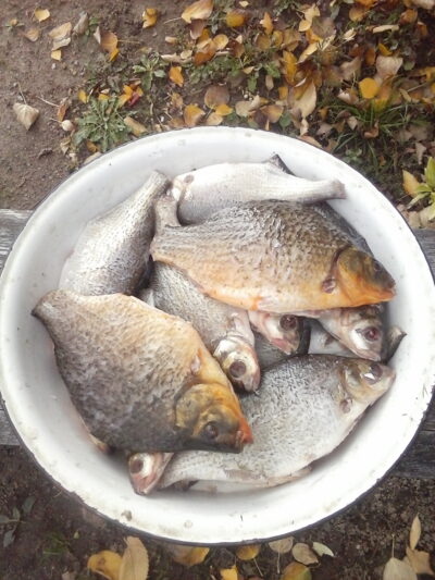 Plakis, 2,2 kg — Bērziņu karjers