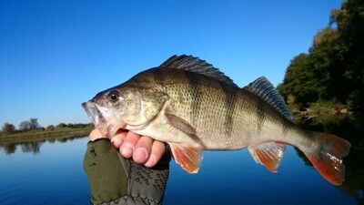 Ešerys, 0,8 kg