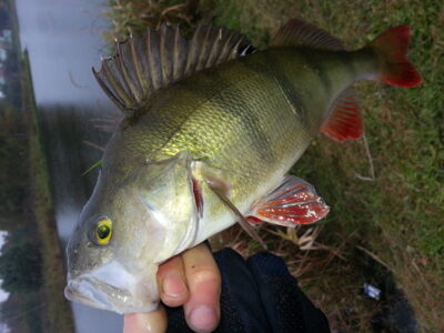 Ešerys, 0,5 kg — Šilalės