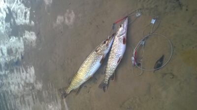 Lydeka, 1,8 kg — Seirijis