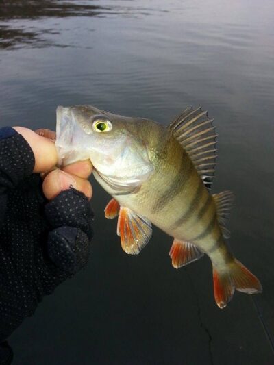 Ešerys, 0,2 kg — Minija