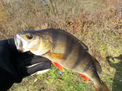 Ešerys, 0,5 kg — Beržų