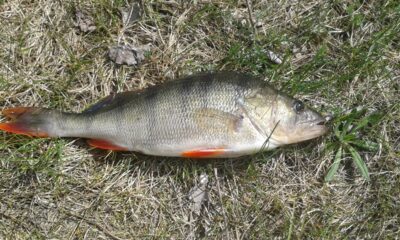 Ešerys, 0,5 kg — Ežeras
