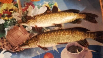 Lydeka, 2,1 kg — Žagarės