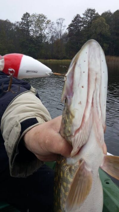 Lydeka, 2,0 kg