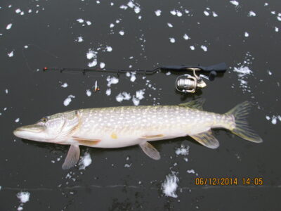Lydeka, 3,4 kg