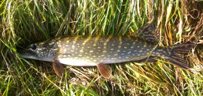 Lydeka, 1,8 kg — Ekrano gamyklos