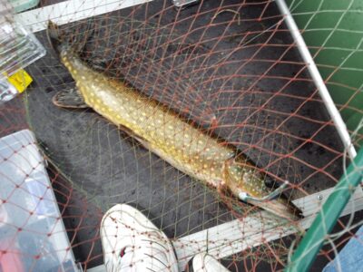 Lydeka, 1,4 kg — Galuonis