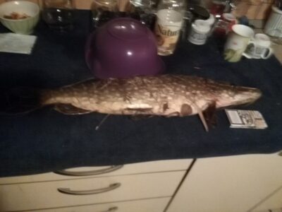 Lydeka, 2,5 kg