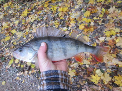 Ešerys, 0,5 kg