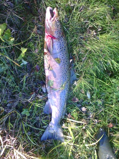 Šlakis, 5,5 kg