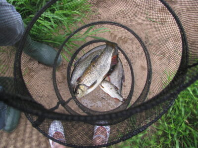 šapalas, 2,0 kg — Nevėžis
