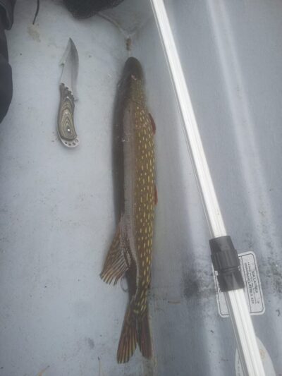 Lydeka, 2,2 kg