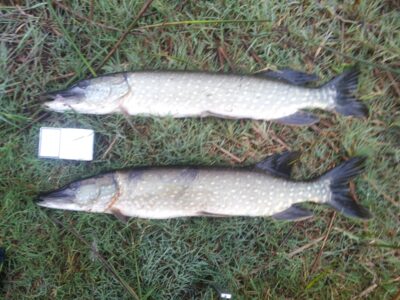 Lydeka ×2 — Loch Lomond