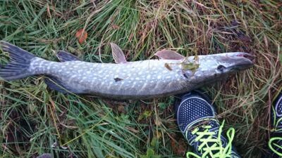 Lydeka, 1,6 kg — Loch of Aboyne
