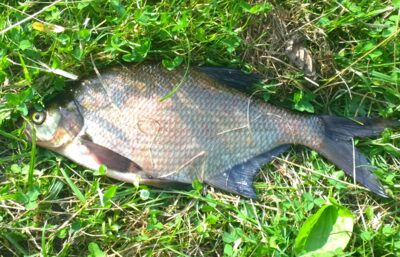 Karšis, 0,8 kg