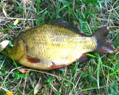 Auksinis karosas, 0,5 kg