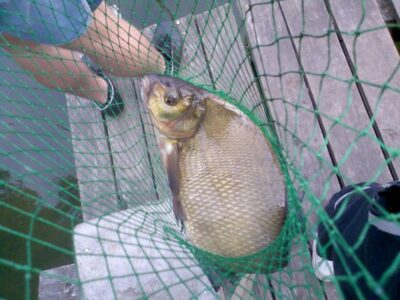 Karšis, 2,0 kg — Berža