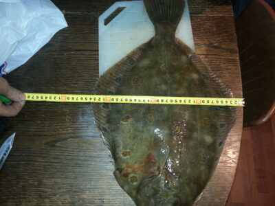 Paprastasis otas, 2,5 kg