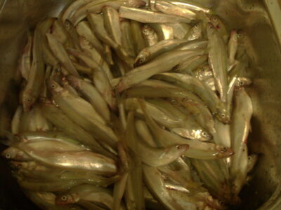 Stinta, 3,6 kg — Kuršių
