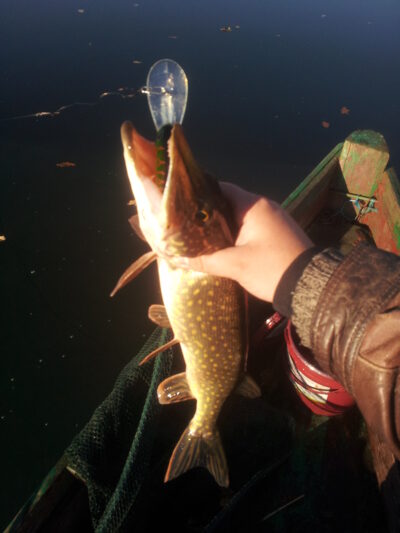 Lydeka, 1,7 kg