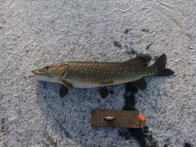 Lydeka, 6,8 kg