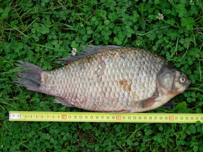 Auksinis karosas, 1,2 kg — Skirvytė