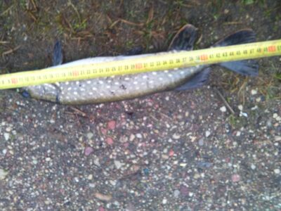 Lydeka, 1,1 kg — Kryžiškių