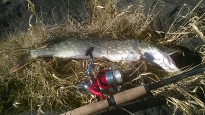 Lydeka, 1,4 kg — Gondingos HE