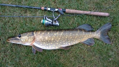 Lydeka, 2,6 kg