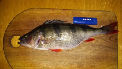 Ešerys, 0,6 kg — Neveiglas