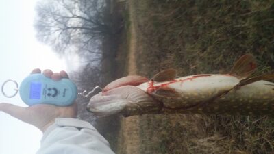 Lydeka, 1,8 kg — Nevėžis