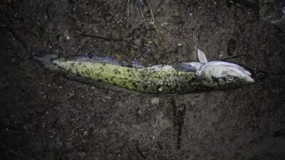 Vėgėlė — Nemunas