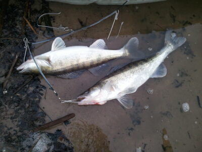 Starkis, 1,8 kg