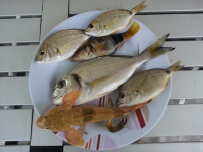 , 0,1 kg — Airijos jūra