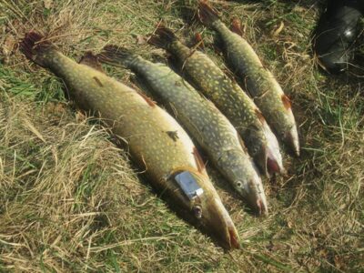 Lydeka, 3,7 kg — Bubių
