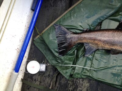 Ferox trout, 5,6 kg