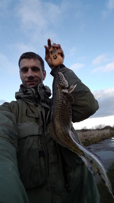 Vėgėlė, 1,8 kg