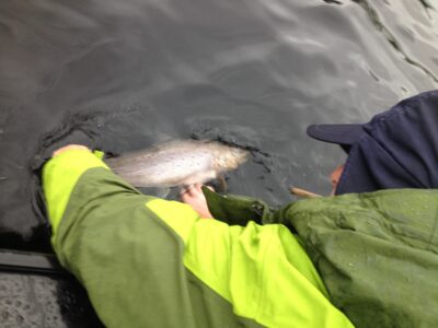 Ferox trout, 3,9 kg