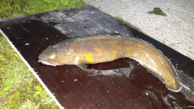Vėgėlė, 2,9 kg — Norvegijos jūra