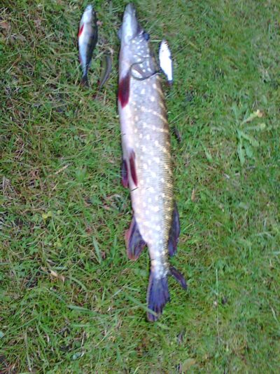 Lydeka, 1,3 kg — Dargaičių