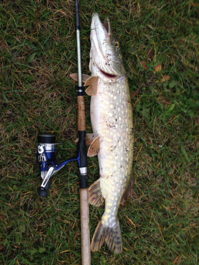 Lydeka, 2,4 kg — Nemunas