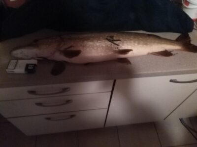Lydeka, 4,7 kg