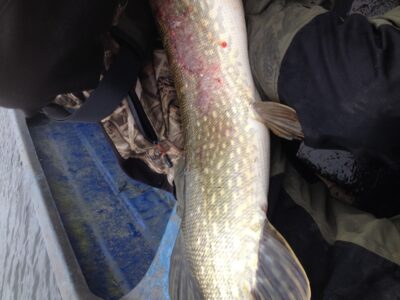 Lydeka, 5,5 kg — Loch of Aboyne