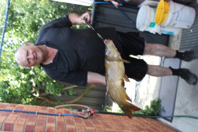 Paprastasis karpis, 2,4 kg