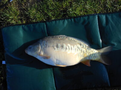 Paprastasis karpis, 5,1 kg